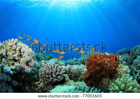 Coral Reef and Tropical Fish in Sunlight