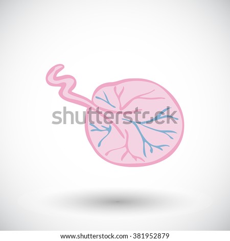 Placenta Stock Images, Royalty-Free Images & Vectors | Shutterstock