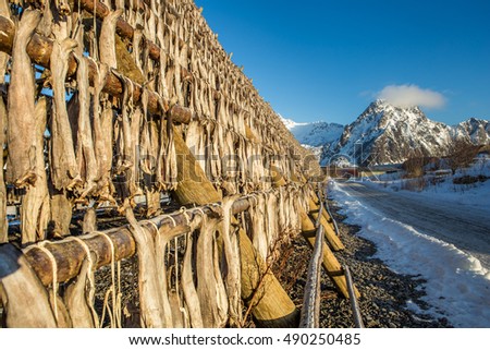 Racks full of dried codfish, Svolvaer, Lofoten, Norway