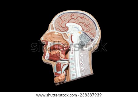 And Salivary Glands Stock Photos, Images, & Pictures | Shutterstock