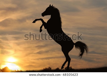 Horse Rearing Stock Photos, Images, & Pictures | Shutterstock