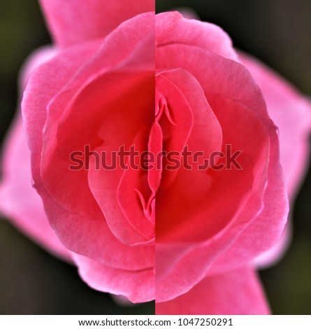 Horny pussy and flower | Porn pictures) Horny pussy and flower | Adult foto)
