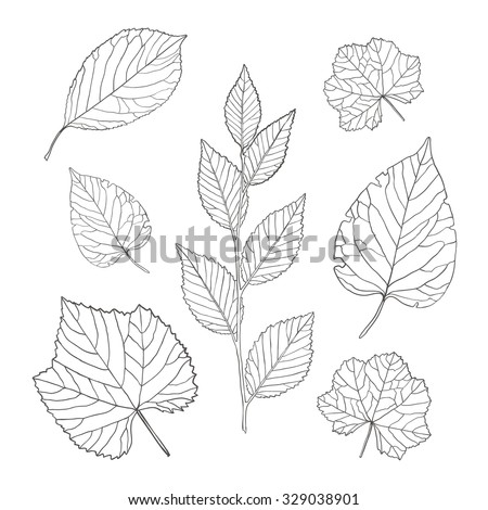 Leaf Outline Stock Images, Royalty-Free Images & Vectors | Shutterstock