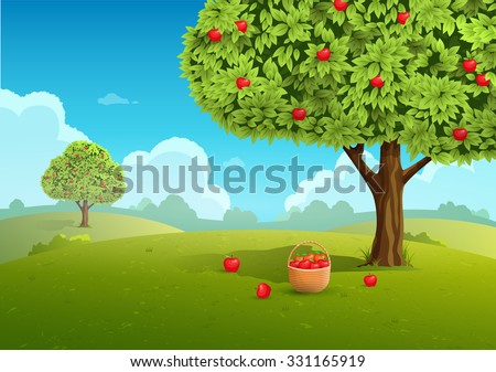 Apple orchard with basket of apples. Landscape background. Vector illustration
