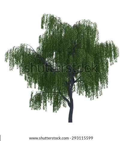 Willow Tree Isolated On White Background Stock Illustration 27351994
