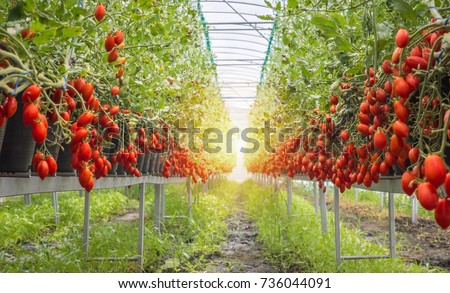 cherry tomatoes tomato growing pots shutterstock put puti rack steel preview