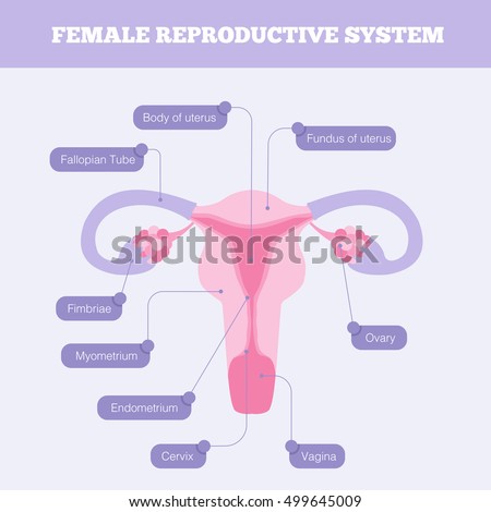 What are some of the parts of the female reproductive system?