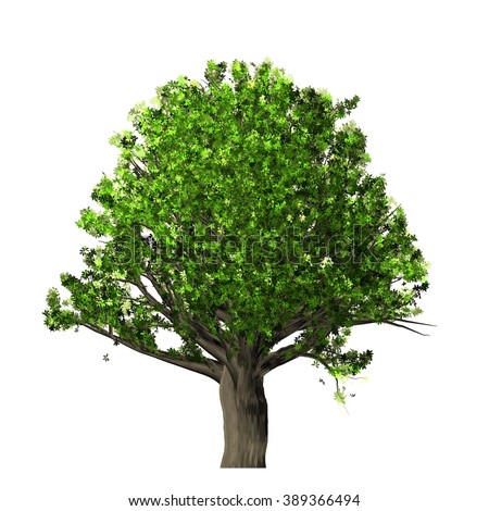 Oak Tree Isolated On White Background Stock Illustration 389366494