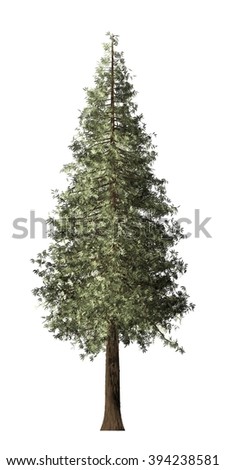 Redwood Tree Stock Images, Royalty-Free Images & Vectors | Shutterstock