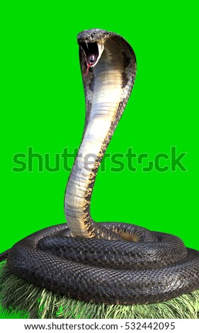 Cobra Stock Images, Royalty-Free Images & Vectors | Shutterstock