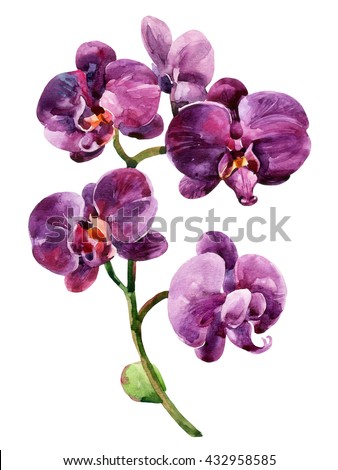 Watercolor purple orchid flowers isolated on white background. Orchid blooming branch. Hand painted illustration for greetings, invitations, pattern design
