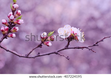 Macro shot of a branch of slightly blurred beautiful apricot flowers flowing in the wind (selective focus on the buds and flowers, shallow DOF), in the morning mist in pink tones