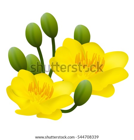 Yellow Apricot Flower, traditional lunar new year in Vietnam