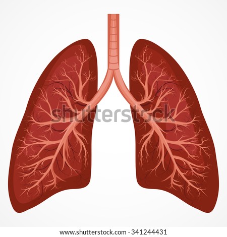 Lungs Stock Photos, Images, & Pictures | Shutterstock