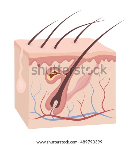 skin anatomy stock images royalty free images vectors skin layers stock images royalty free images vectors skin anatomy stock images royalty free images vectors skin layers stock images royalty free images vectors