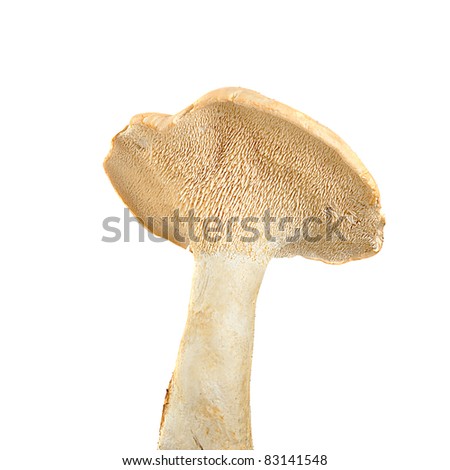 sex fuck cum white bottom mushroom