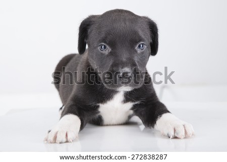 Pit bull dog puppy in black Pit bull dog puppy in black
