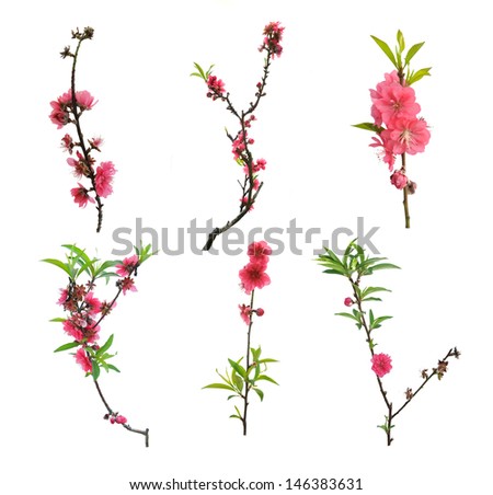 Peach blossom flower collection isolated on white background