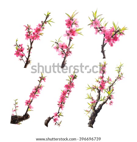 Peach blossom flower collection isolated on white background