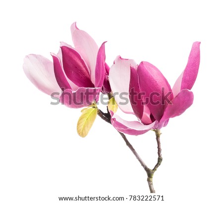 Magnolia Stock Images, Royalty-Free Images & Vectors | Shutterstock