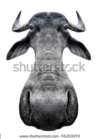 Funny cow