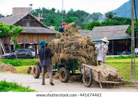 MaiChau, Hoa Binh Province, Vietnam - June 18, 2016: The farmers carrying bundles newly harvested paddy rice for small carts in the summer harvest.