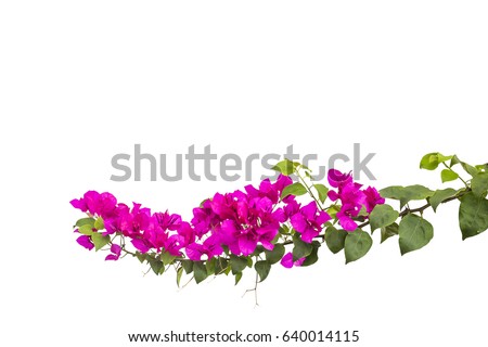 Bougainvillea Stock Images, Royalty-Free Images & Vectors | Shutterstock