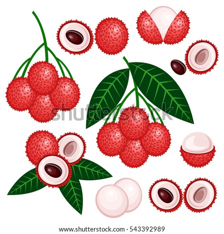Litchi