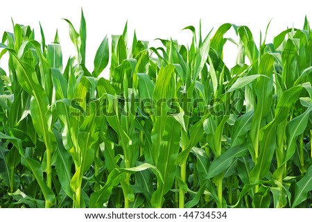 Corn Stalk Stock Photos, Images, & Pictures | Shutterstock