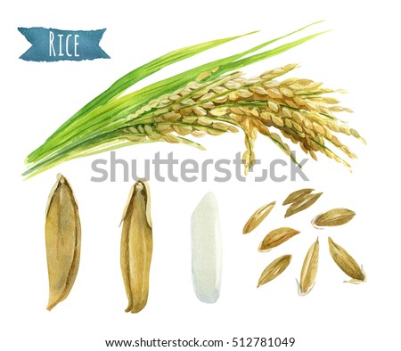 Rice hand-painted watercolor illustration set