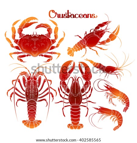 Crustacean Stock Images Royalty Free Images Amp Vectors