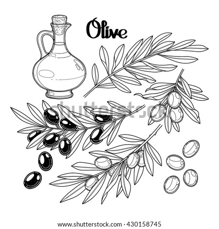 graphic olive collection isolated on white background olives on the branches olive oil in