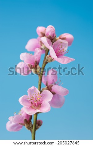 Momo Peach Flower