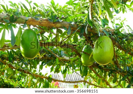 Calabash Tree Fruit Stock Photo 356698151 - Shutterstock