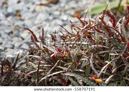 Acanthaceae Stock Images Royalty-Free Images Vectors Shutterstock