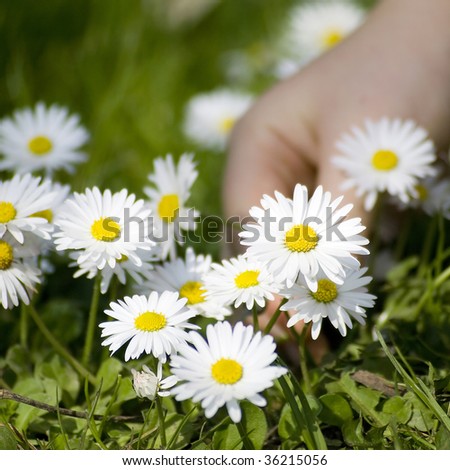 Hand Picking Flower Stock Photos, Images, & Pictures | Shutterstock