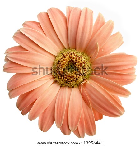 Isolated Salmon Pink Gerbera Daisy