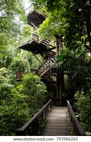 jungle free stock photo public