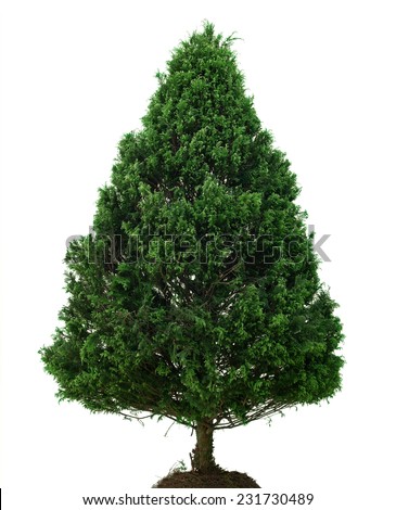 singles white pine singles white pine