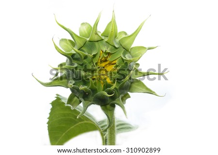 Sunflower Bud Stock Images, Royalty-Free Images & Vectors | Shutterstock