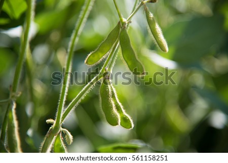 Soy bean plant detailed on the field