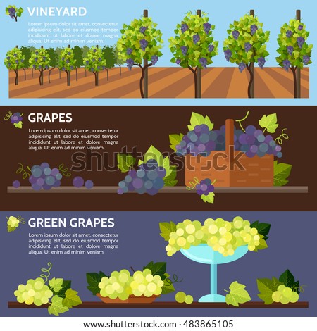 Vineyard tabletop design. Rows of grapes in a vineyard. Autumn harvest