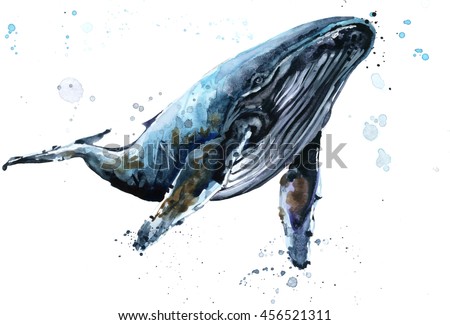 humpback whale stock images royalty free images amp vectors humpback whale stock images royalty free images amp vectors