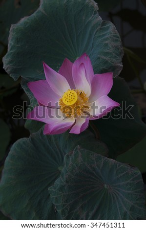 Lotus flower