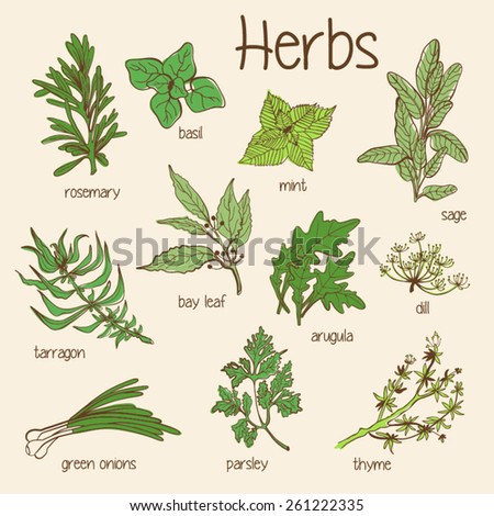 Vector Hand Drawn Set Celandine Dandelion Stock Vector 260716265 ...