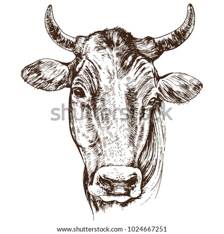 Hand Drawn Cow Head Isolated On Stock Vector (Royalty Free) 1024667251 ...