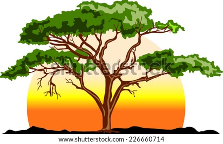 Acacia Tree Sunset Stock Vector 226660714 - Shutterstock