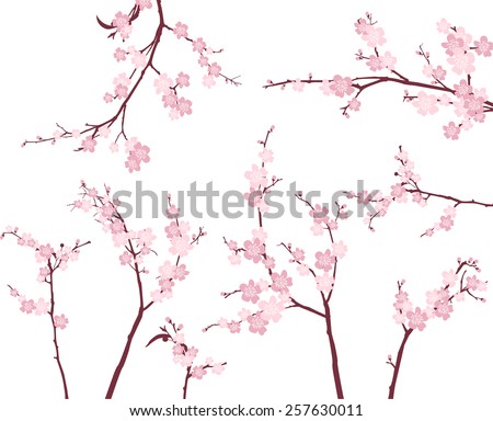 Cherry Blossom Branches