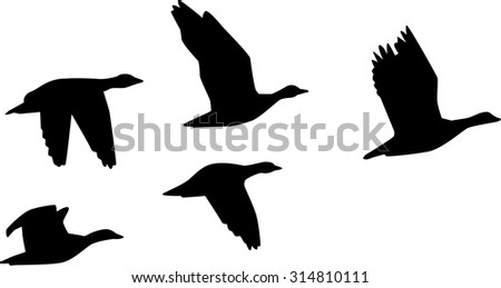 M/flying Geese V Formation Coloring Coloring Pages