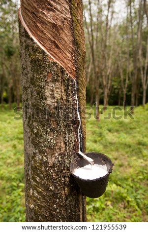 Rubber Tree Stock Images, Royalty-Free Images & Vectors | Shutterstock